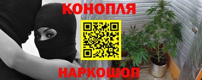 шишки Бердск